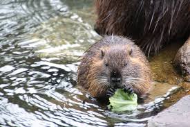 Picture of beaver